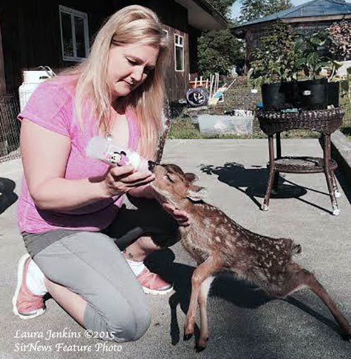 jpg Rescued Fawn Reported to be Thriving in New Home