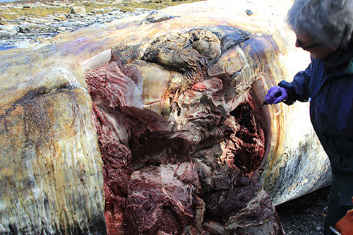 jpg Fin whales discovered dead near Kodiak Island 