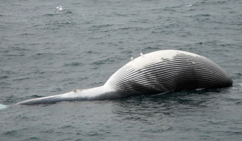 jpg The first of several dead fin whales, later named FW01, floats outside Marmot Bay on May 23, 2015.