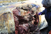 Fin whales discovered dead near Kodiak Island 