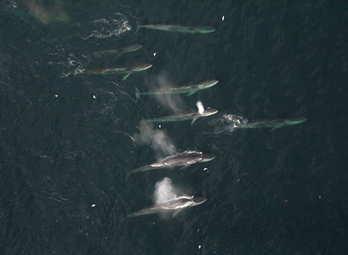 jpg Fin whales forage in Uganik Bay on the west side of Kodiak Island.
