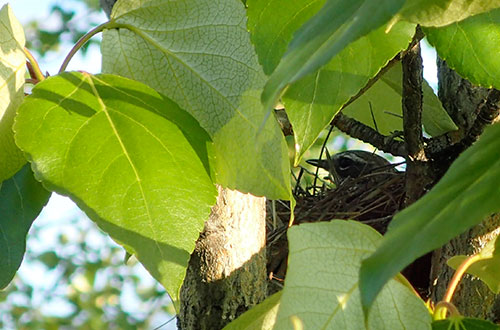 jpg The northern boreal bird nursery