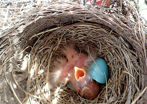 jpg A robin chick in a nest near the Middle Fork of the Chandalar River. 