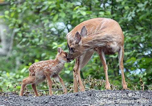 Front Page Photo By CINDY BALZER