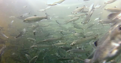 jpg Acoustically tagged and untagged juvenile Chinook salmon ready to be released from a net pen to begin their ocean migration.