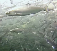 Scientists Track Salmon on First Swim to Sea