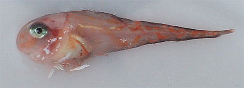 jpg The comic snailfish, Careproctus comus