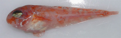 jpg Mischievous Snailfish and Other Mysteries of the Deep 