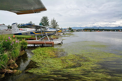 jpg Floatplanes sit in elodea-infested waters in Lake Hood (Anchorage)