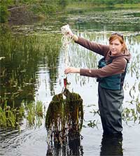 Research will map risk of invasive aquatic weeds in Alaska