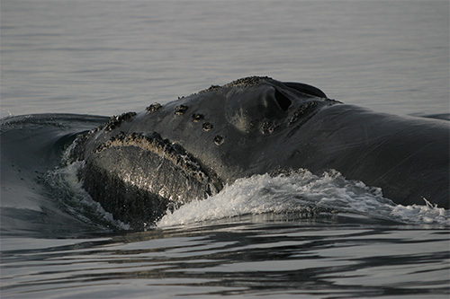 jpg North Pacific Right Whale