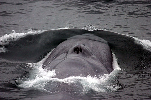 jpg Blue whale