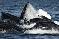 Meals on the go: The physics of whales' eating habits