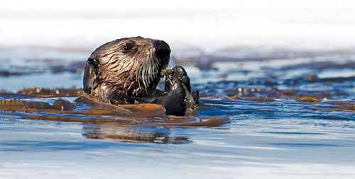 jgp Wildlife Recovery Following the Exxon Valdez Oil Spill was Highly Variable Across Species 