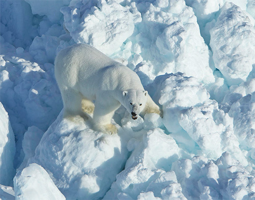 jpg Increased Sea Ice Drift Puts Polar Bears on Faster Moving Treadmill