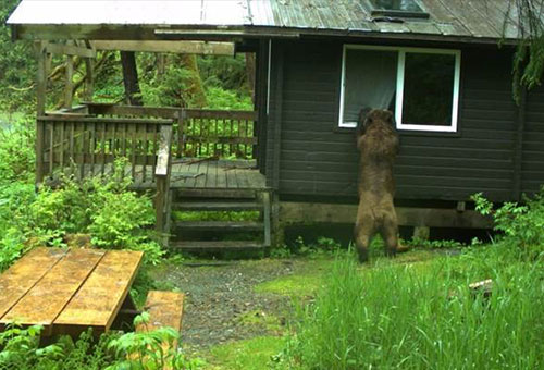 jpg Bear situations at Helm Creek and Helm Bay cabins