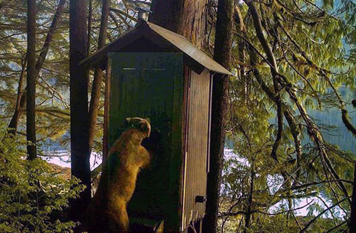 jpg Bear situations at Helm Creek and Helm Bay cabins