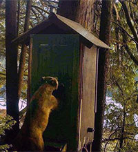 Bear situations at Helm Creek and Helm Bay cabins