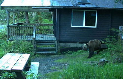 jpg Bear situations at Helm Creek and Helm Bay cabins