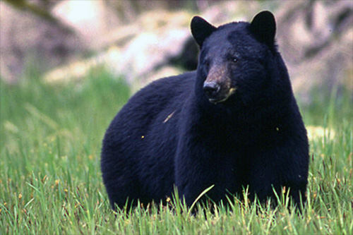 jpg Black bear