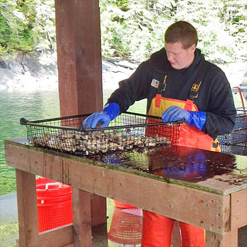 jpg New technique could improve Alaska farmed oyster and kelp productivity 