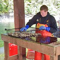 New technique could improve Alaska farmed oyster and kelp productivity