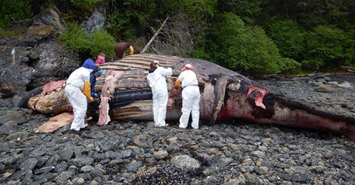 jpg NOAA Fisheries team performs necropsy on humpback.