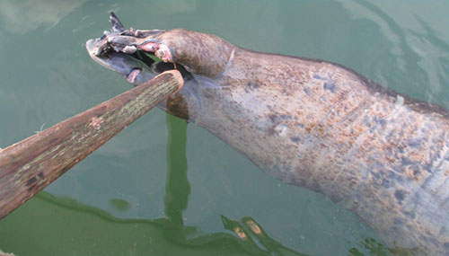 jpg A young bearded seal with an amputated flipper, harvested off Shishmaref for subsistence purposes in 2015.