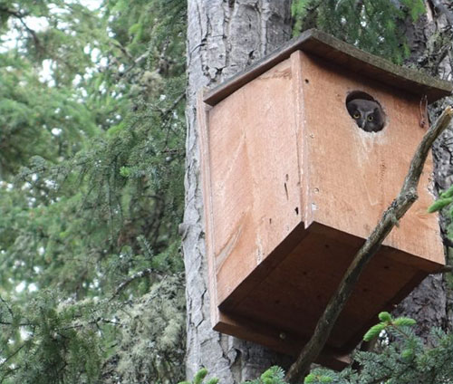 jpg Boreal owls perform by daylight