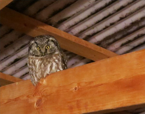 jpg A boreal owl rests under a roof in late winter.