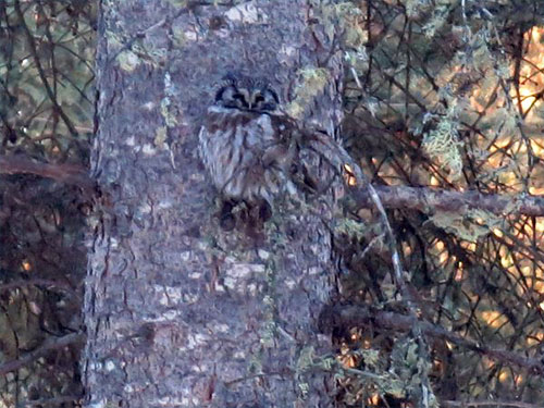 jpg A boreal owl’s plumage blends into the bark pattern on a spruce trunk.