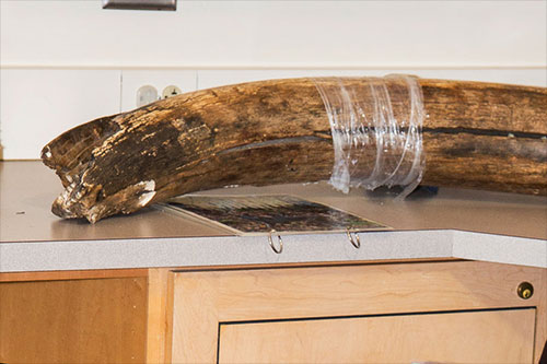jpg The 10,000 year old mammoth tusk at the Campbell Creek Science Center in Anchorage before it was stolen.