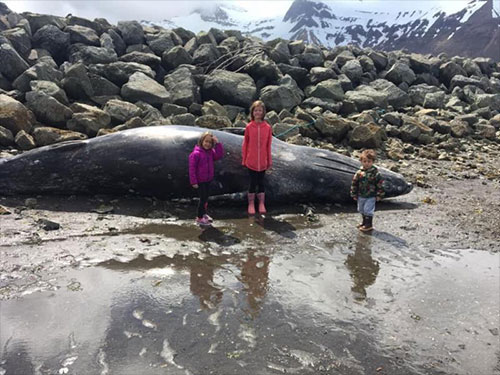 jpg Chignik Bay: This is Alaska's 5th confirmed dead gray whale in 2019.