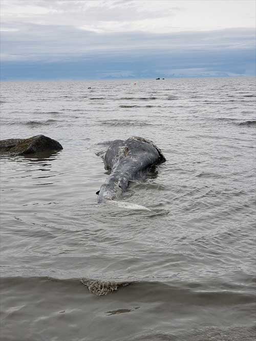 jpg Dead gray whale at Clam Gulch, on the Kenai Peninsula in Alaska. 
