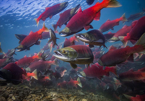 jpg Early lives of Alaska sockeye salmon accelerating with climate change 