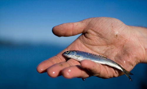 jpg Two-year-old juvenile sockeye salmon, like this one, are becoming less common in freshwater as warmer lakes have accelerated juvenile sockeye growth, leading them to enter the ocean after only one year.