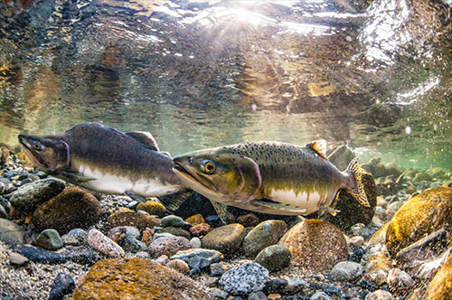 jpg Wild Bristol Bay sockeye salmon are competing for food in the ocean with hatchery-released pink salmon (pictured above) and chum salmon.
