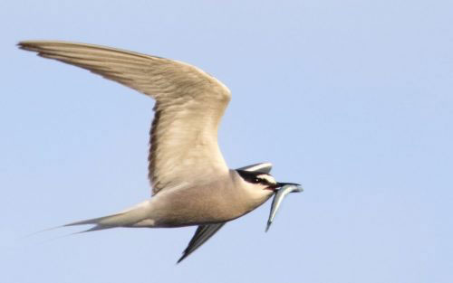 jpg Monitoring a mystery bird in Yakutat 