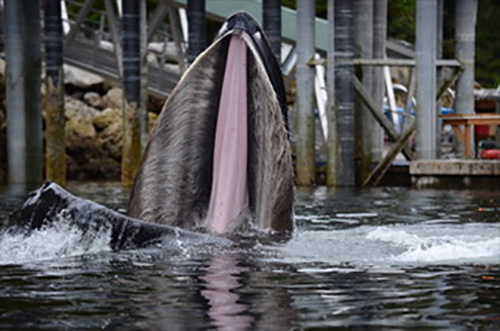 jpg A humpback whale feeds on hatchery juvenile salmon. NOAA permit #18529.
