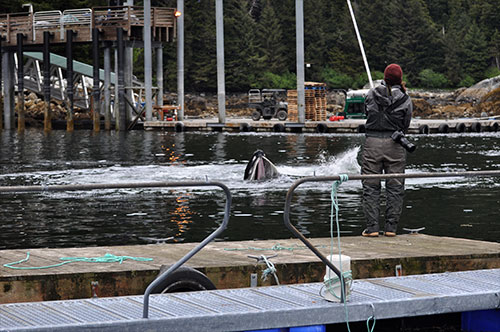 jpg Madison Kosma gets aerial video footage of feeding events at the hatchery with a pole and GoPro. NOAA permit #18529.