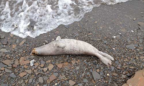 jpg A hunter from Kotlik counted 18 dead seals along 11 miles of shore, north of Kotlik.