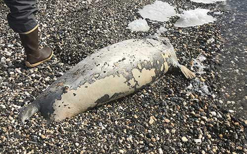 jpg A dead seal found on a beach near Kotzebue, Alaska. 