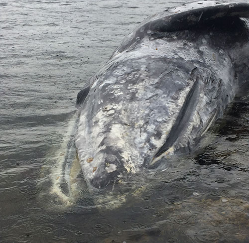 jpg A dead gray whale floats near Wrangell, Alaska. 