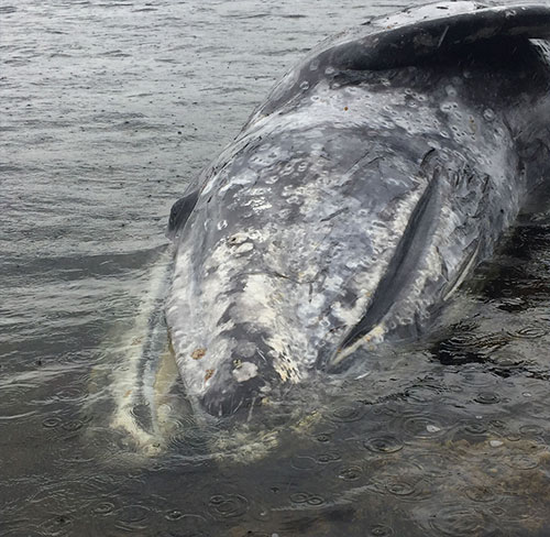 jpg A dead gray whale floats near Wrangell, Alaska.