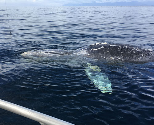jpg Floating gray whale discovered Tuesday near Metlakatla. 
Alaska's tenth dead gray whale for 2019. 