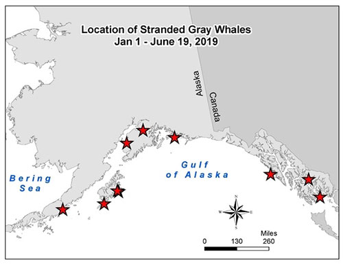 jpg NOAA map indicating locations where dead gray whales have been found in Alaska.