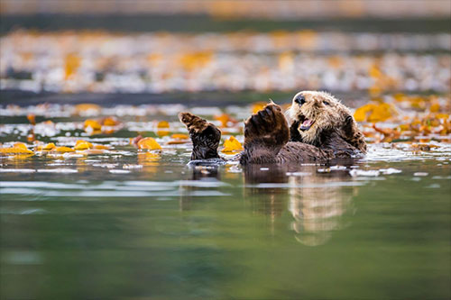 jpg Recovery of sea otter populations yields more benefits than costs