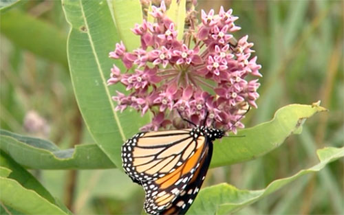 jpg Monarch butterfly populations are thriving in North America 