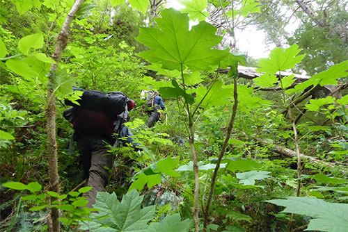 JPG Scientists climb through spiny devil's club on a steep hill north of Lituya Bay in the rainforest of Southeast Alaska