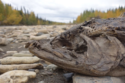 jpg Salmon nose deep into Alaska ecosystems 